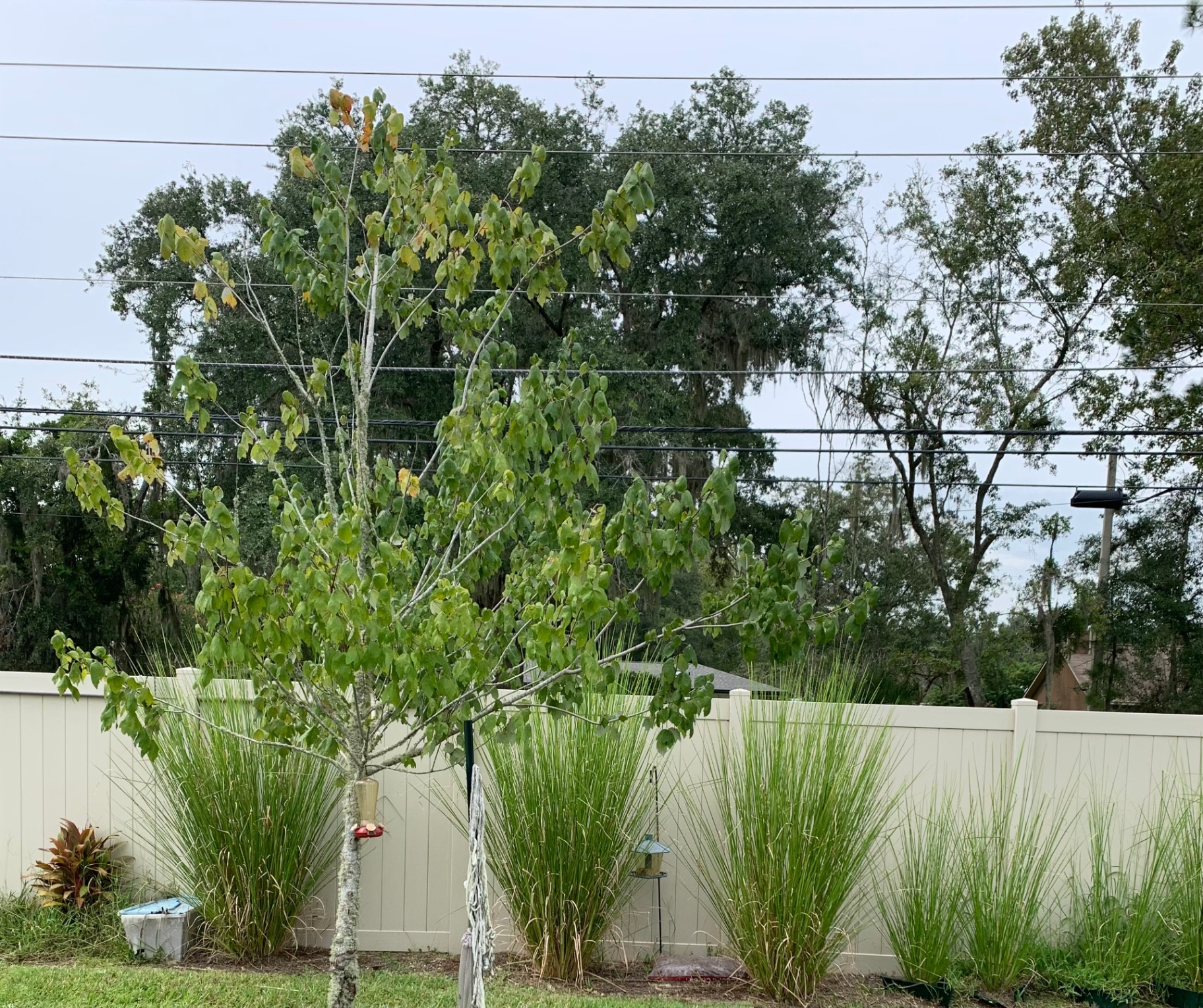 Mature vetiver clumps planted along a residential vinyl fence as an ornamental privacy screen.