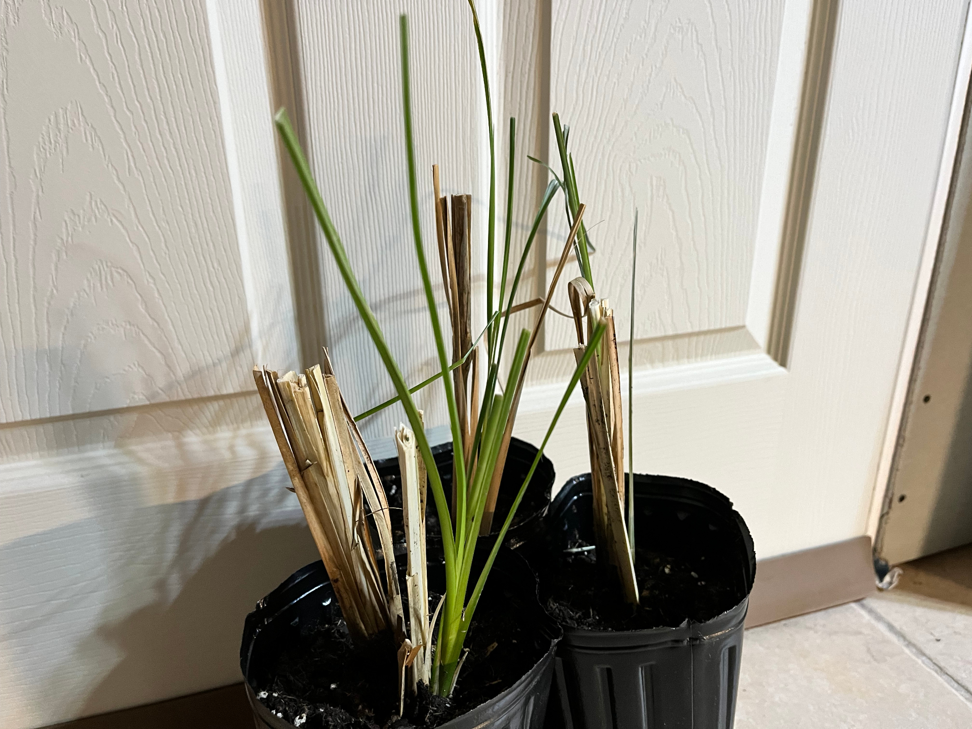 Close-up of healthy vetiver foliage emerging from 1-gallon nursery pots indoors.