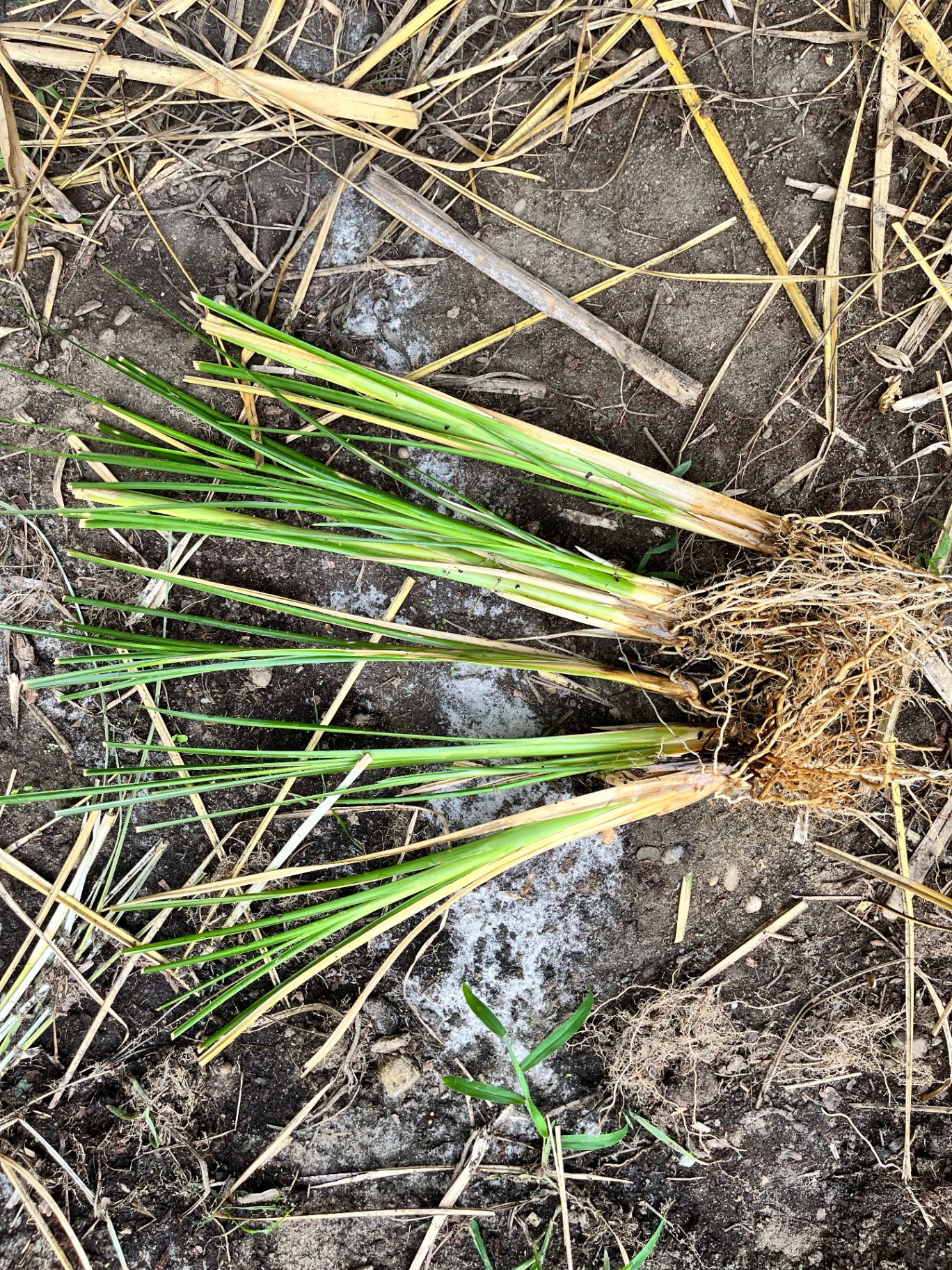 Freshly harvested vetiver slips with dense root mass and trimmed green tops, ready to ship.