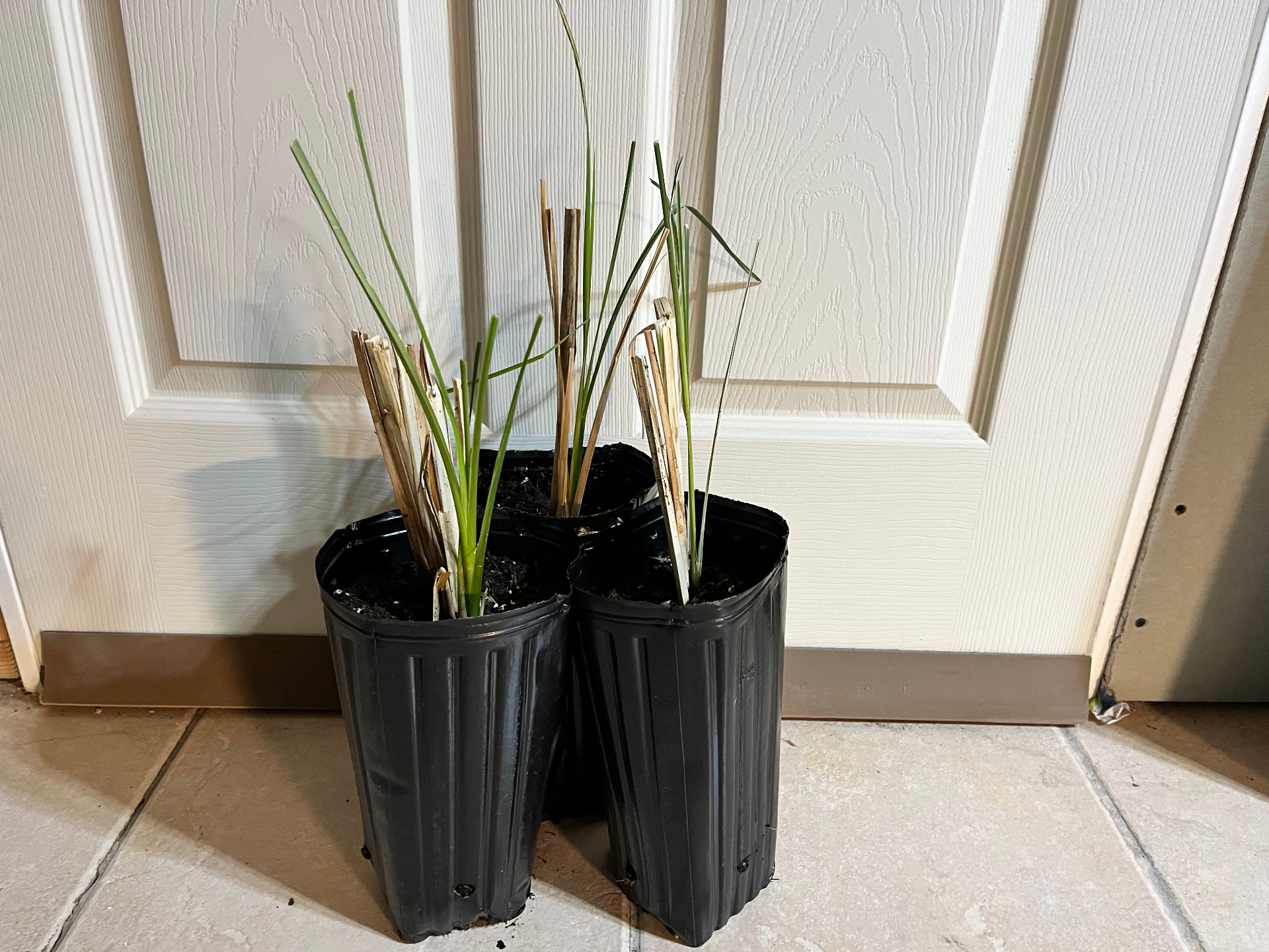 Three young vetiver plants started in black 1-gallon nursery pots for container growing.