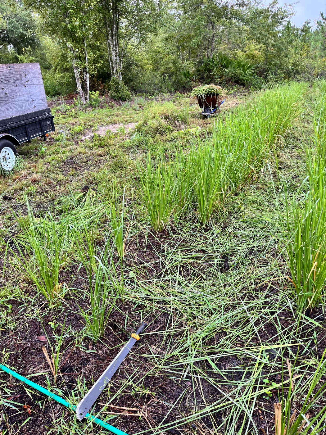 Vetiver nursery row mid-harvest with a machete and wheelbarrow of bundled slips nearby.