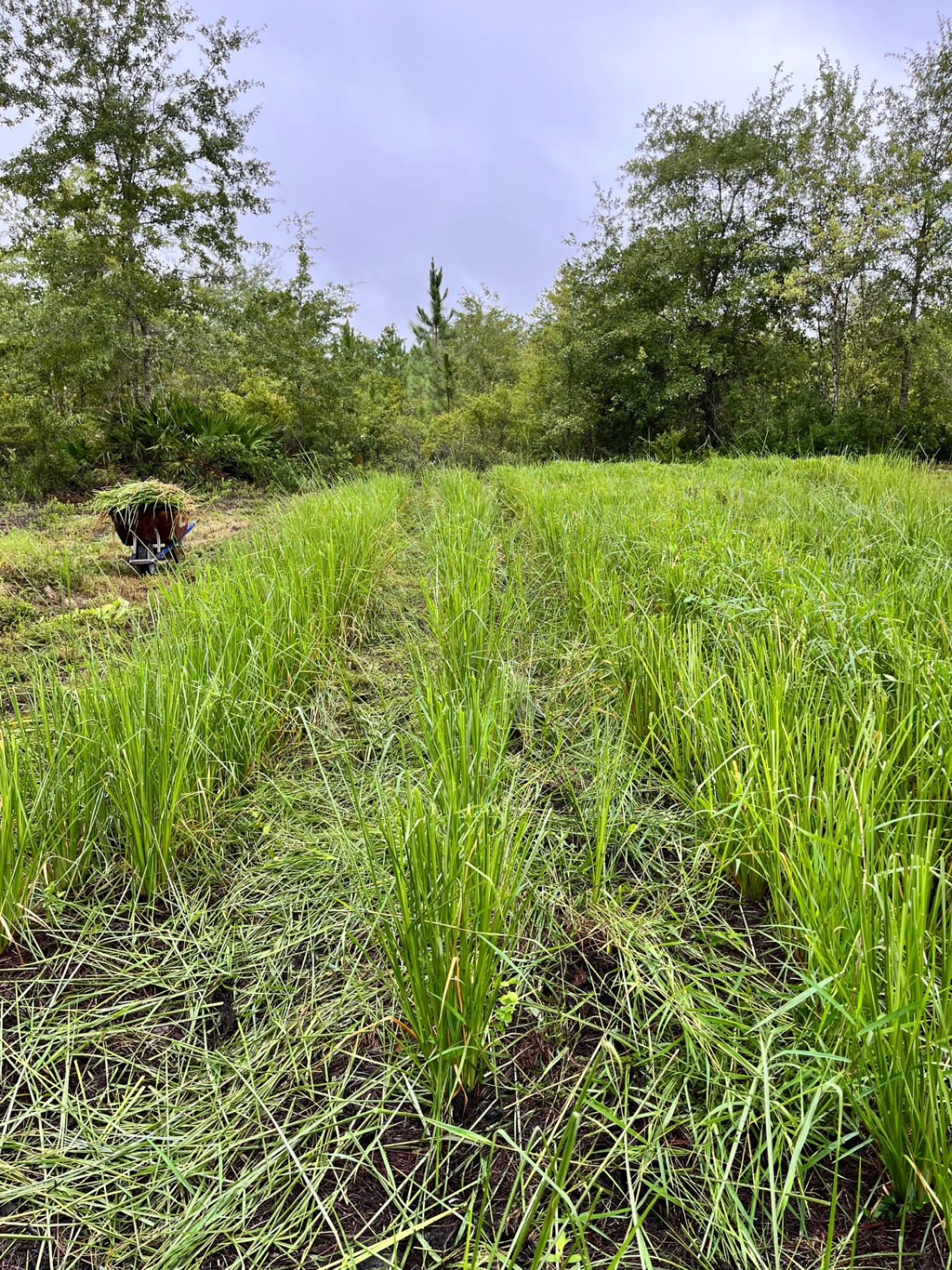 Established vetiver row at the farm with dense upright foliage forming a continuous green hedge.