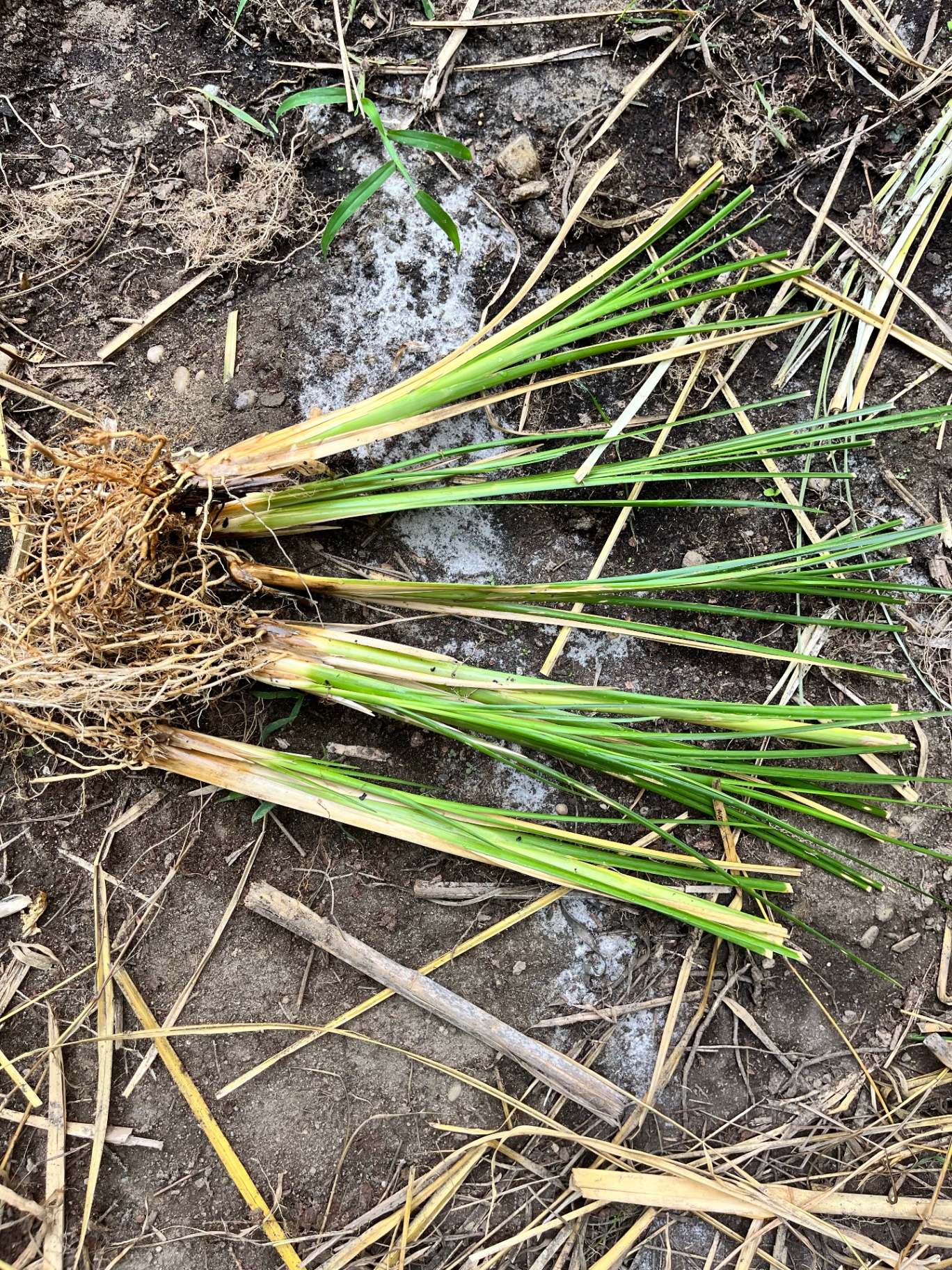 A small order of bare-root vetiver slips laid out on farm soil with visible white root systems.