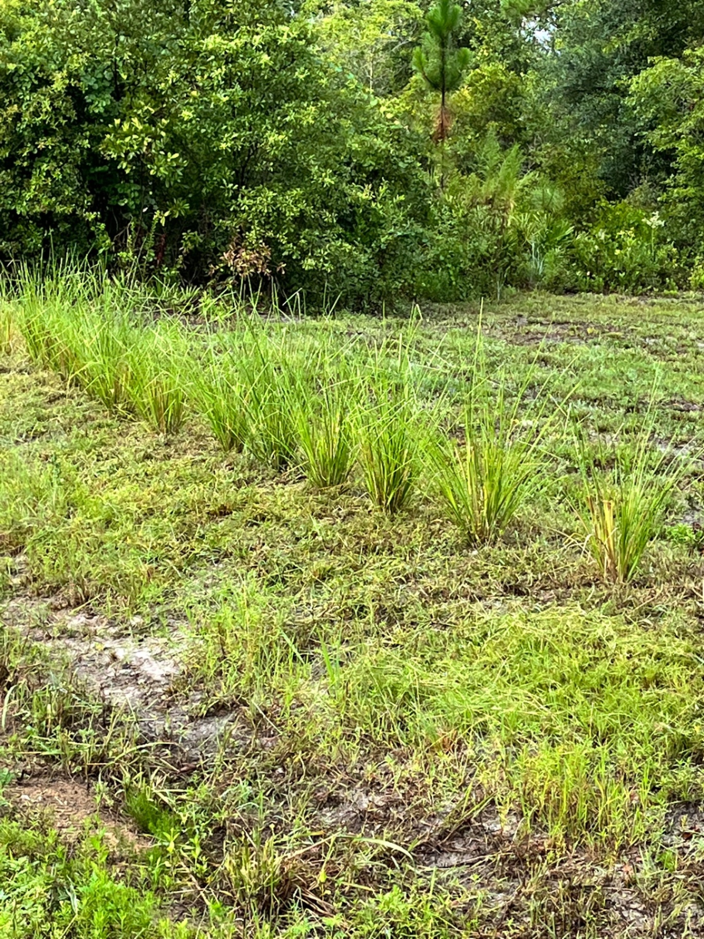 Young vetiver plants spaced along a freshly planted nursery row at the farm.