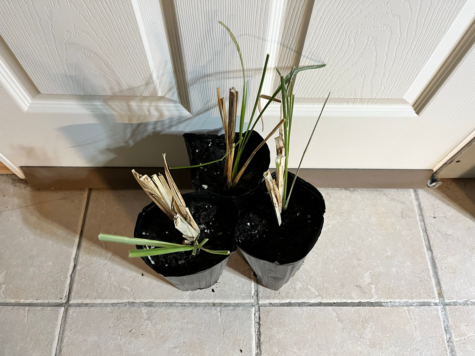 Top-down view of three 1-gallon potted vetiver starts showing trimmed foliage and fresh green regrowth.